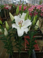 [4350 Mandaro VWS No01.JPG]